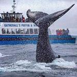 Gatherall's Puffin & Whale Watch