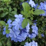 Norfolk Botanical Garden