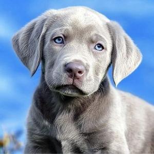 Our New Puppy