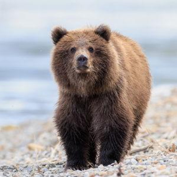 Bear Spotting Road Trip