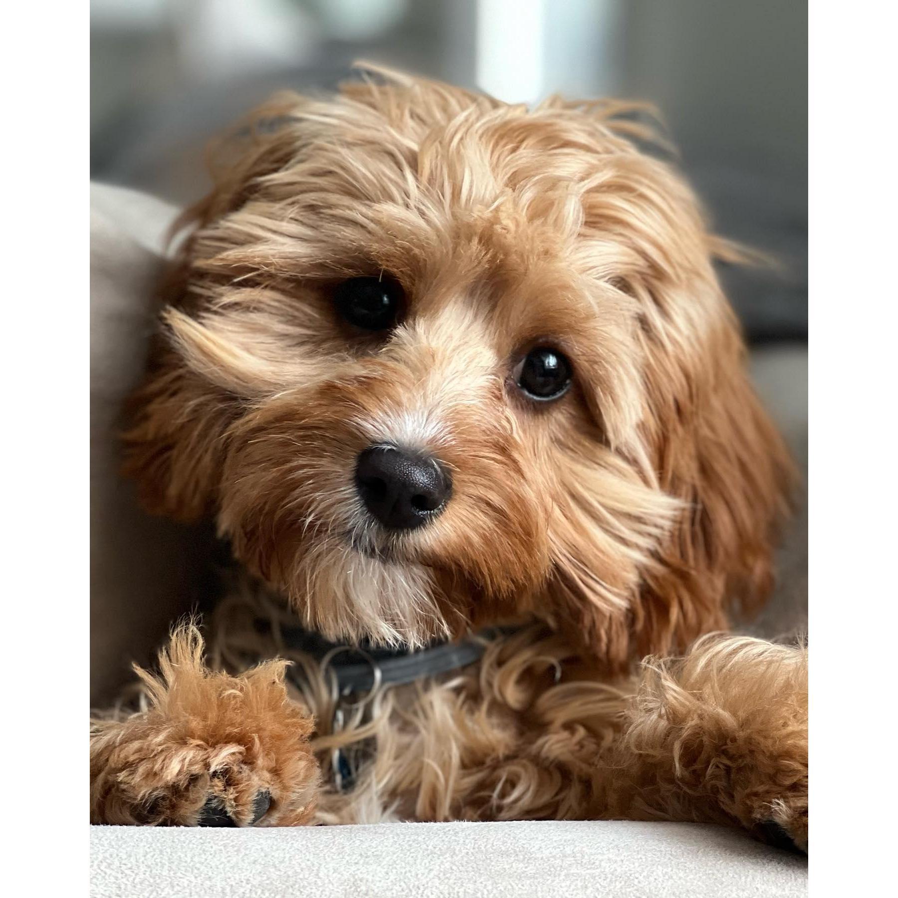 Meet our little fur baby Cara Love :)
