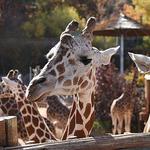 Cheyenne Mountain Zoo