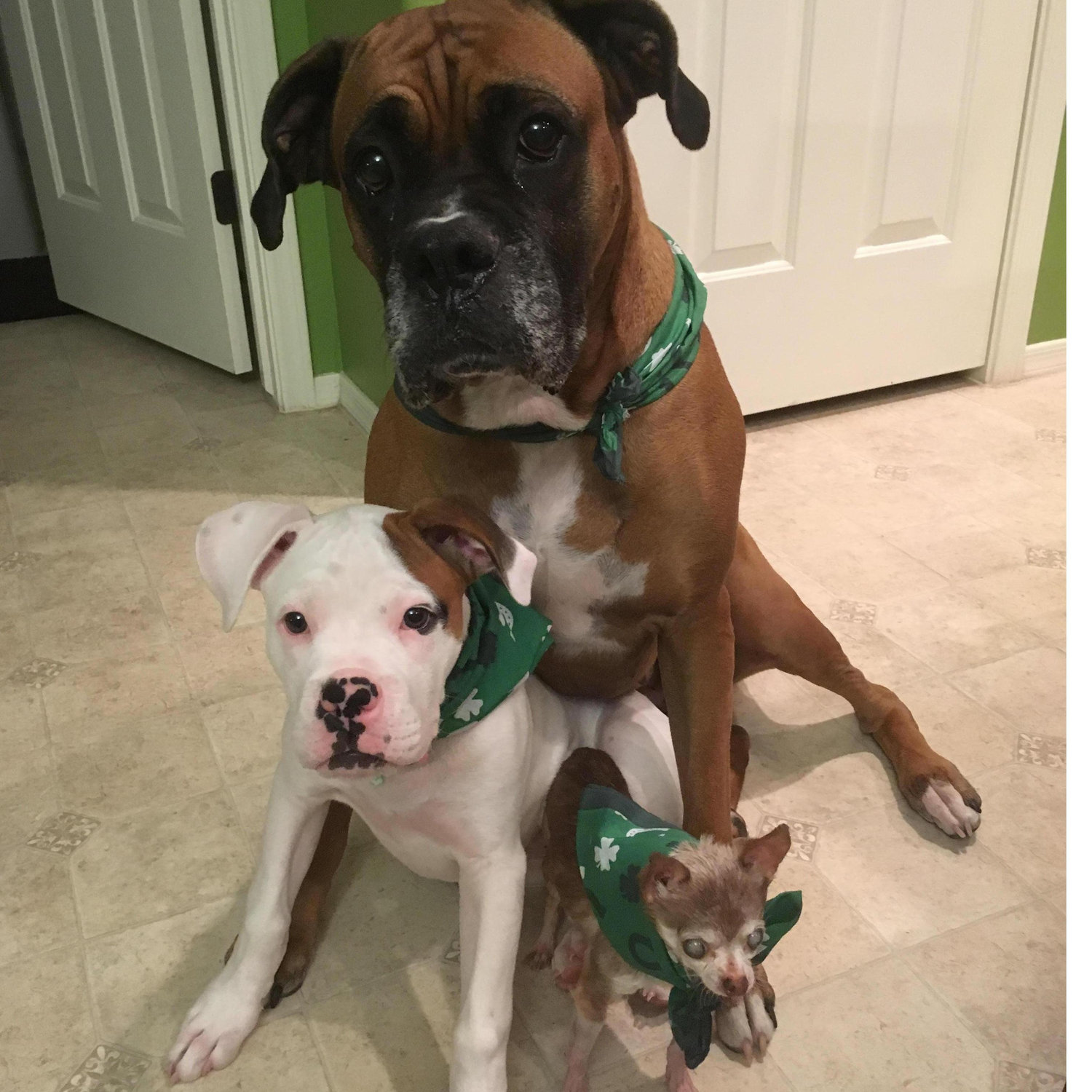 Here's the clan! Izzie is our 5 year old boxer, Vai Toa is the newest boxer addition in the middle, and Bruiser was my mother's dog, the 2.2lb Chihuahua. He's 17 and still kickin! We love our family!