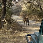 Ranthambore National Park Tour