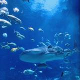 Georgia Aquarium