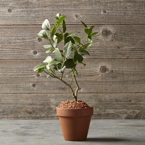Lemon Tree in Terra-Cotta Pot