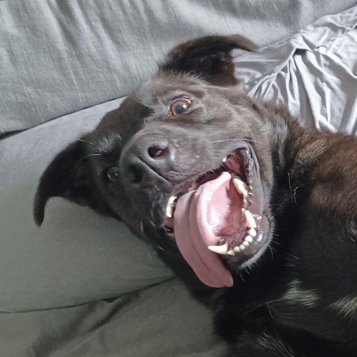 Bear