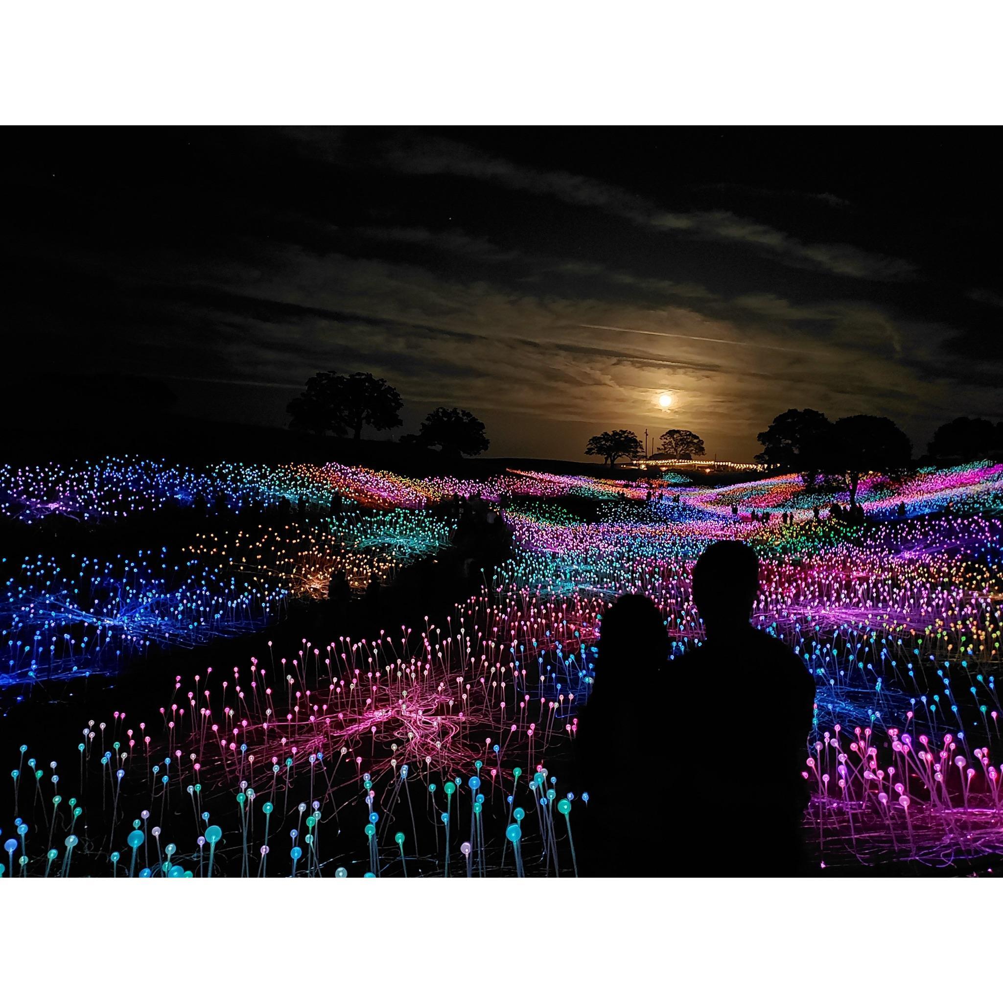 The Proposal (Sensorio: Field of Lights by Bruce Munro - Paso Robles, CA)