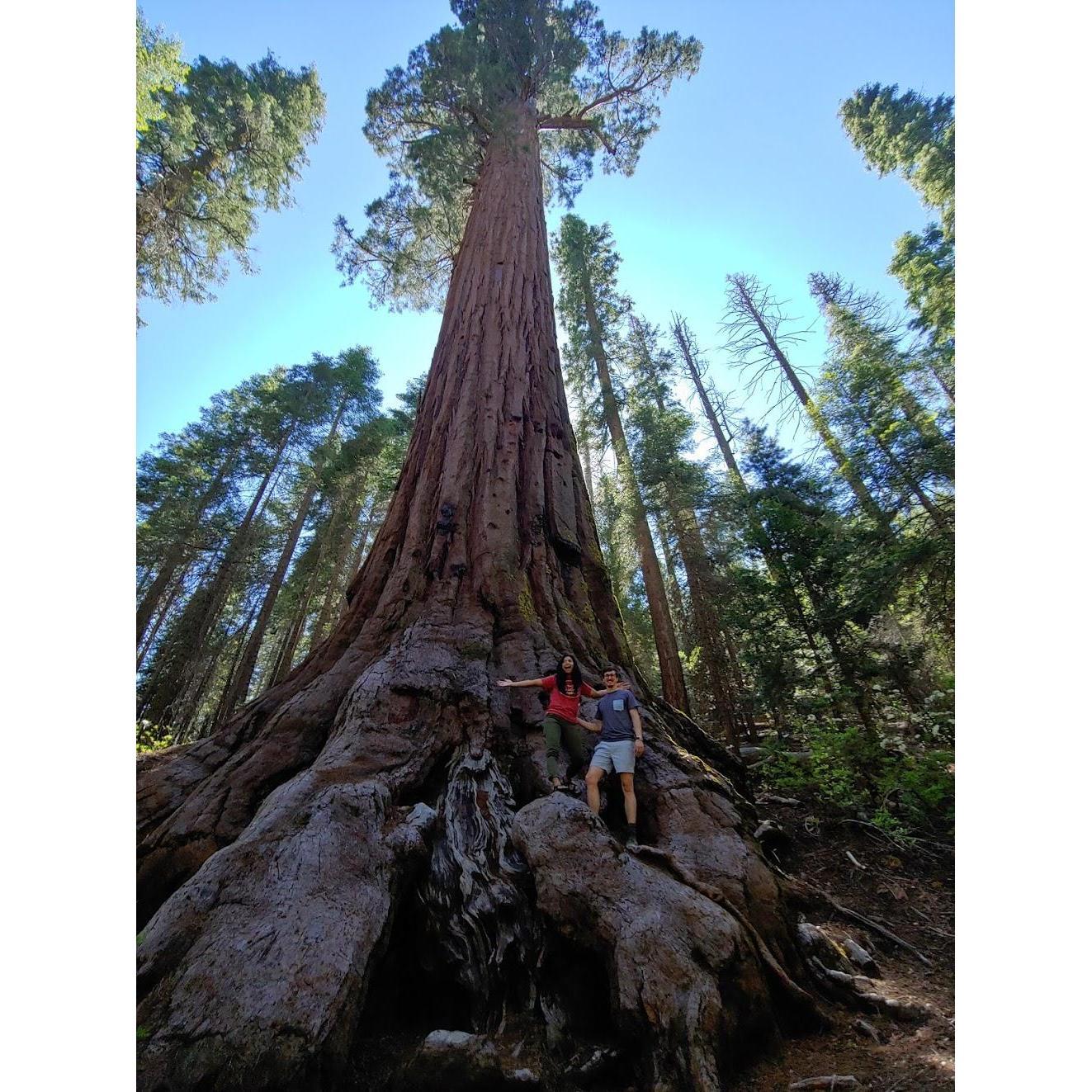 Us standing next to a big ass tree! Jed just got done hugging it.