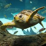 The Florida Aquarium