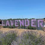 Roanoke Lavender Farm