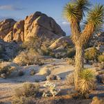 Joshua Tree National Park