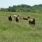 Amish Country Riding Stable