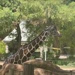 Reid Park Zoo