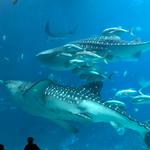 Georgia Aquarium