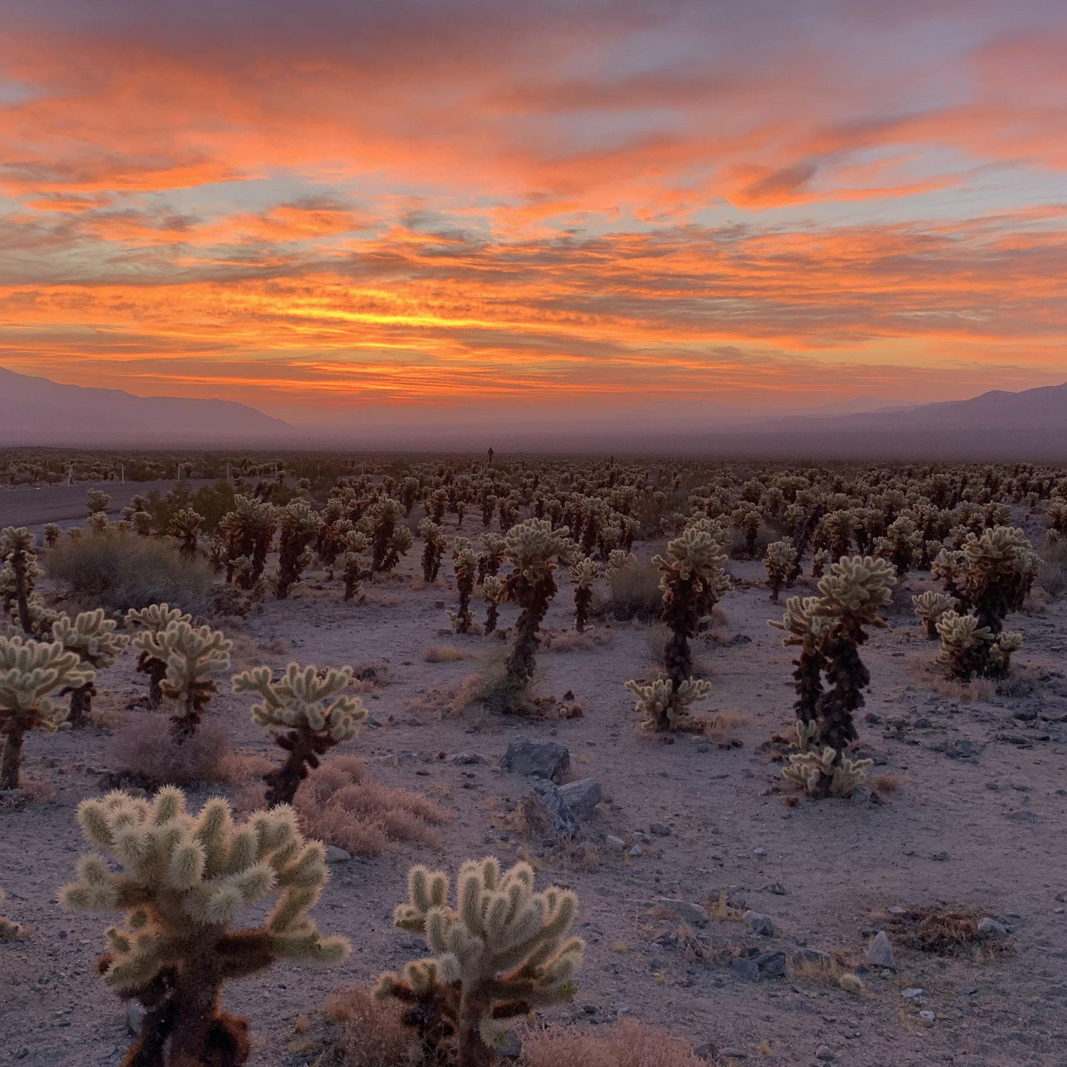 Joshua Tree
