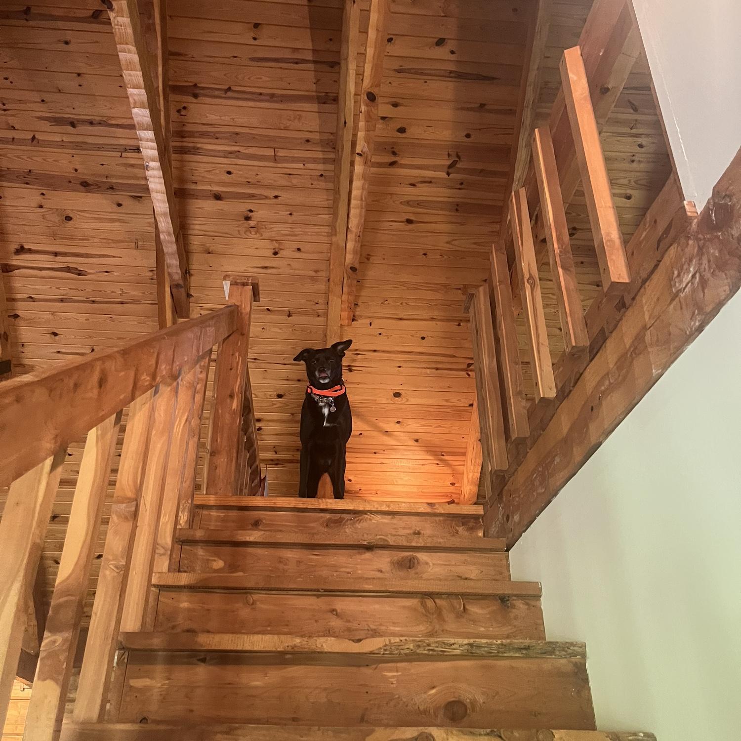 Yoshi at the cabin 💜