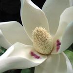 Botanical Gardens at Asheville