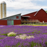 Lavender Hill Farm