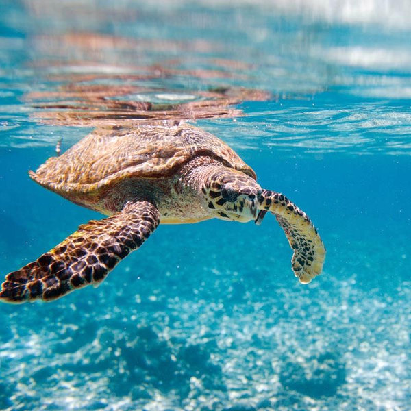 Snorkeling For Two on Our Honeymoon
