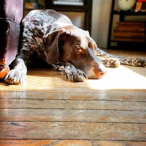 Southeast German Shorthaired Pointer Rescue