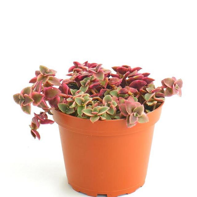 Shop Succulents Calico Kitten Hanging Succulent, Crassula Pellucida Variegata, Fully Rooted Live 4" Succulent Plant, Low Maintenance Indoor Plant, Trailing Succulents, Gift & Garden