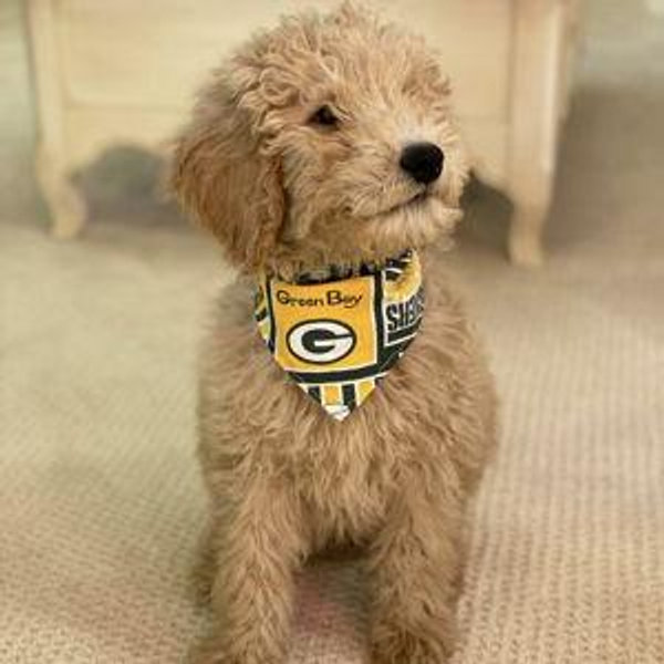 Our New Puppy