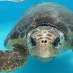 Loggerhead Marinelife Center
