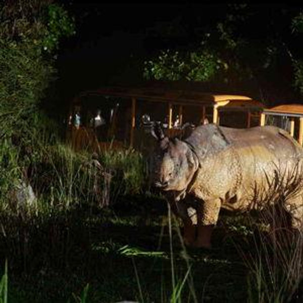 Night safari in the Serengeti