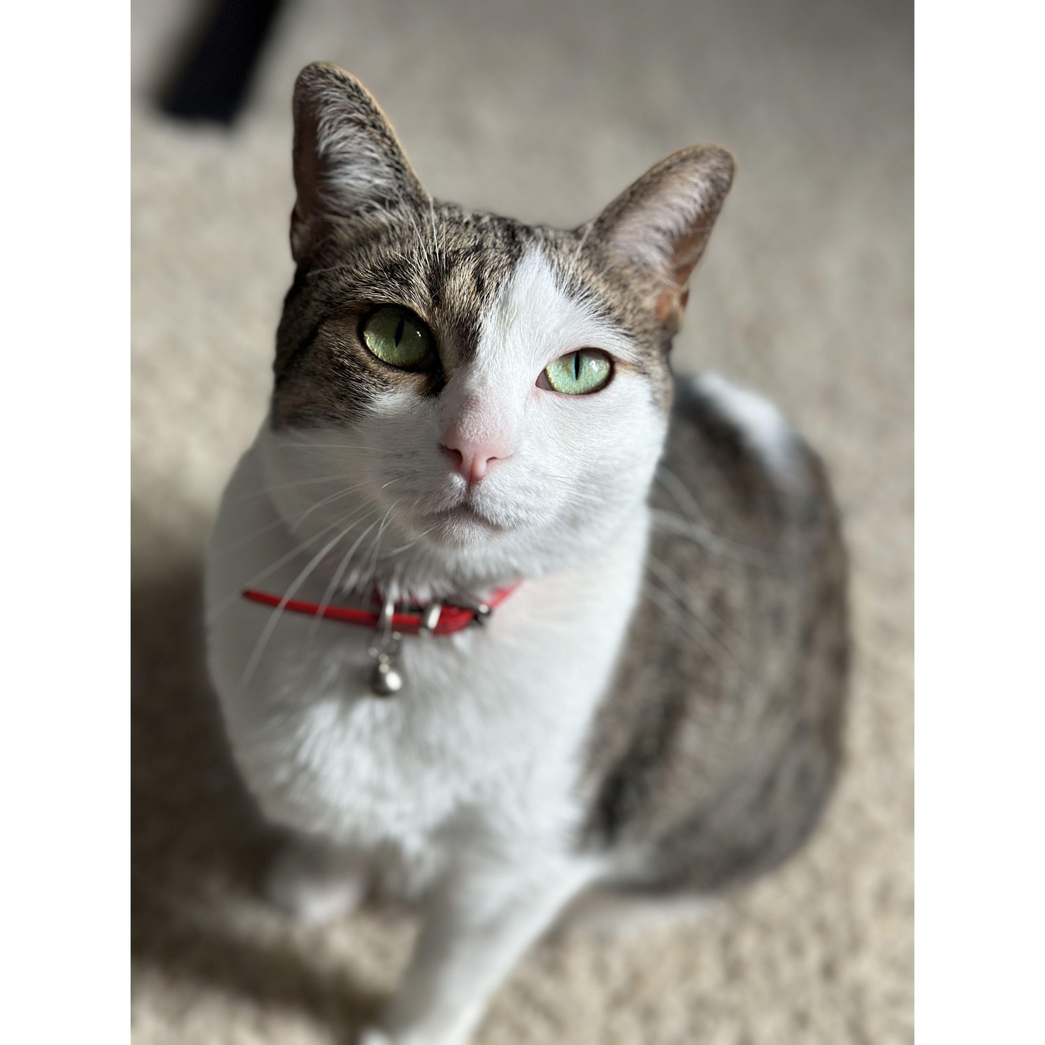 This is Aspen- the one most loyal to Sandy.
