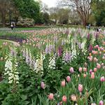 The Dallas Arboretum and Botanical Garden
