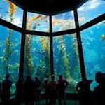 Monterey Bay Aquarium