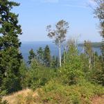 Witherle Woods