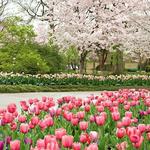 The Dallas Arboretum and Botanical Garden