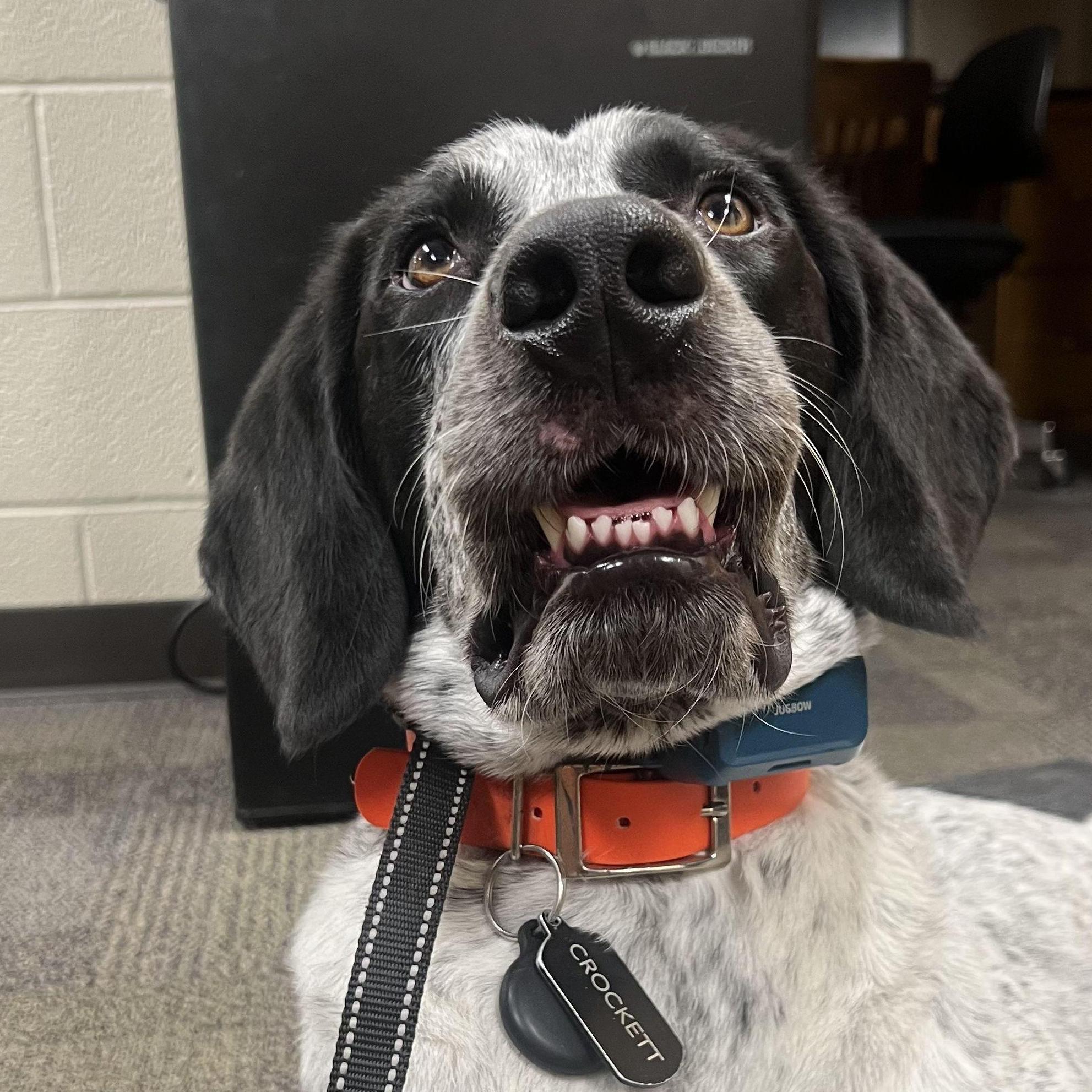 I just had to include this picture, we are convinced Crocker has two brain cells.