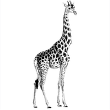 Phoenix Zoo