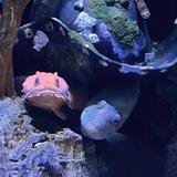 Adventure Aquarium