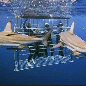 Shark Cage Diving for 2 Honeymoon South Africa