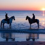 Horses on the Beach