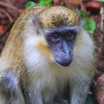 Barbados Wildlife Reserve