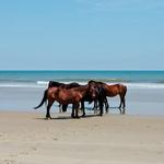 Beach Horse Back Riding Trancoso