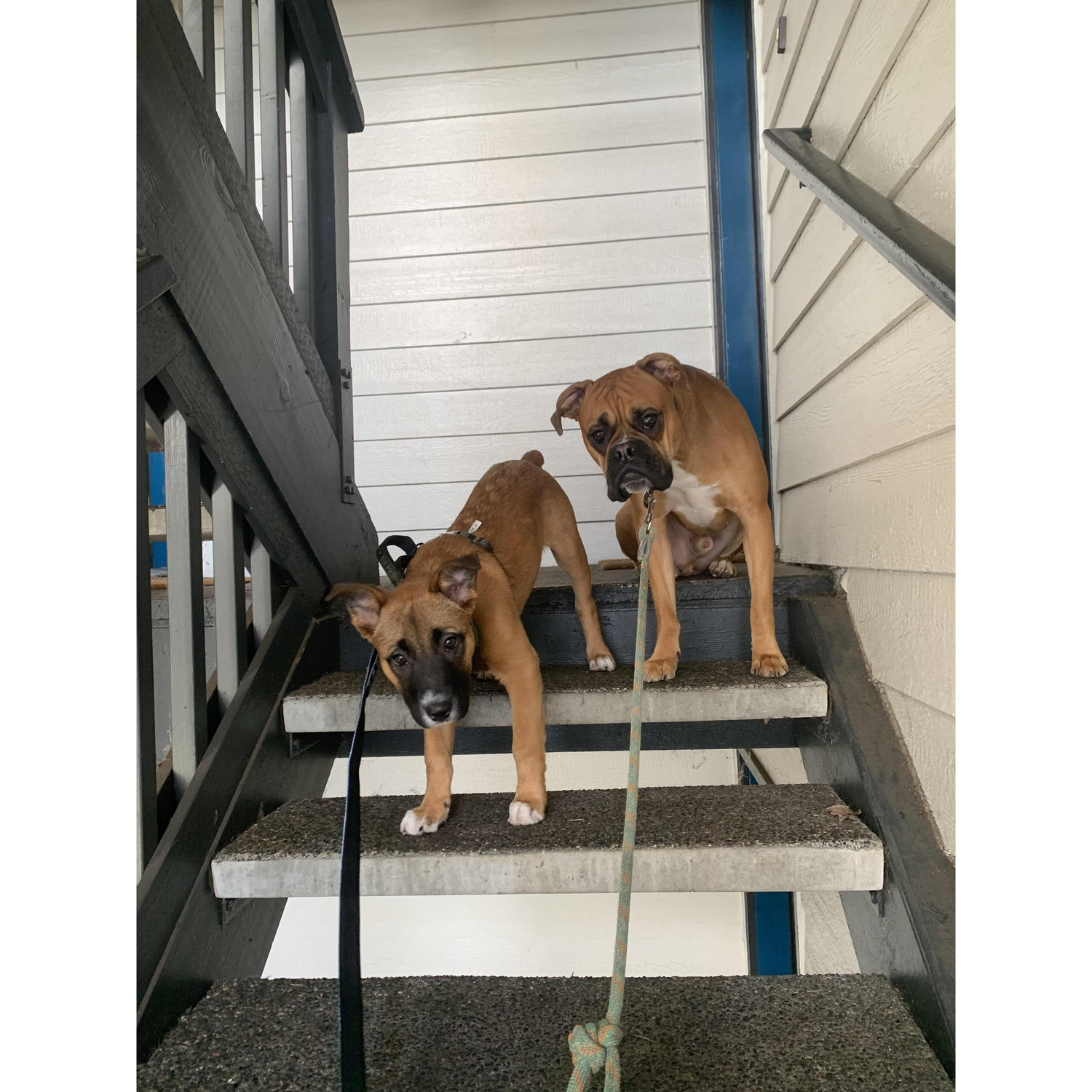 Our Second fur child came into our lives! 
KC & Mason