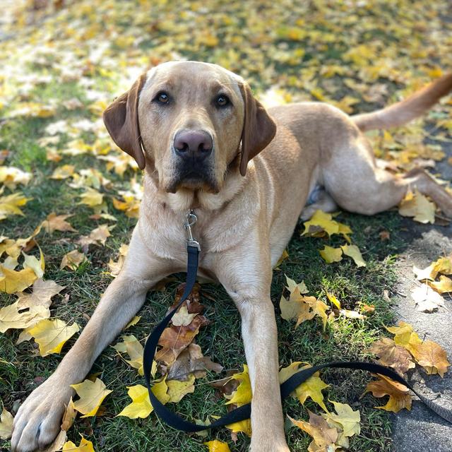 Yard Cleanup