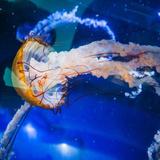 Birch Aquarium
