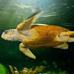 New England Aquarium