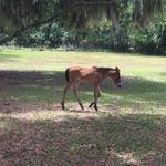 Cumberland Island
