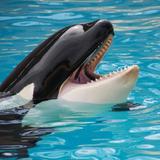 Clearwater Marine Aquarium