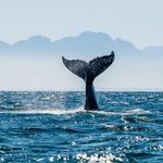 Humpback Whale Spotting