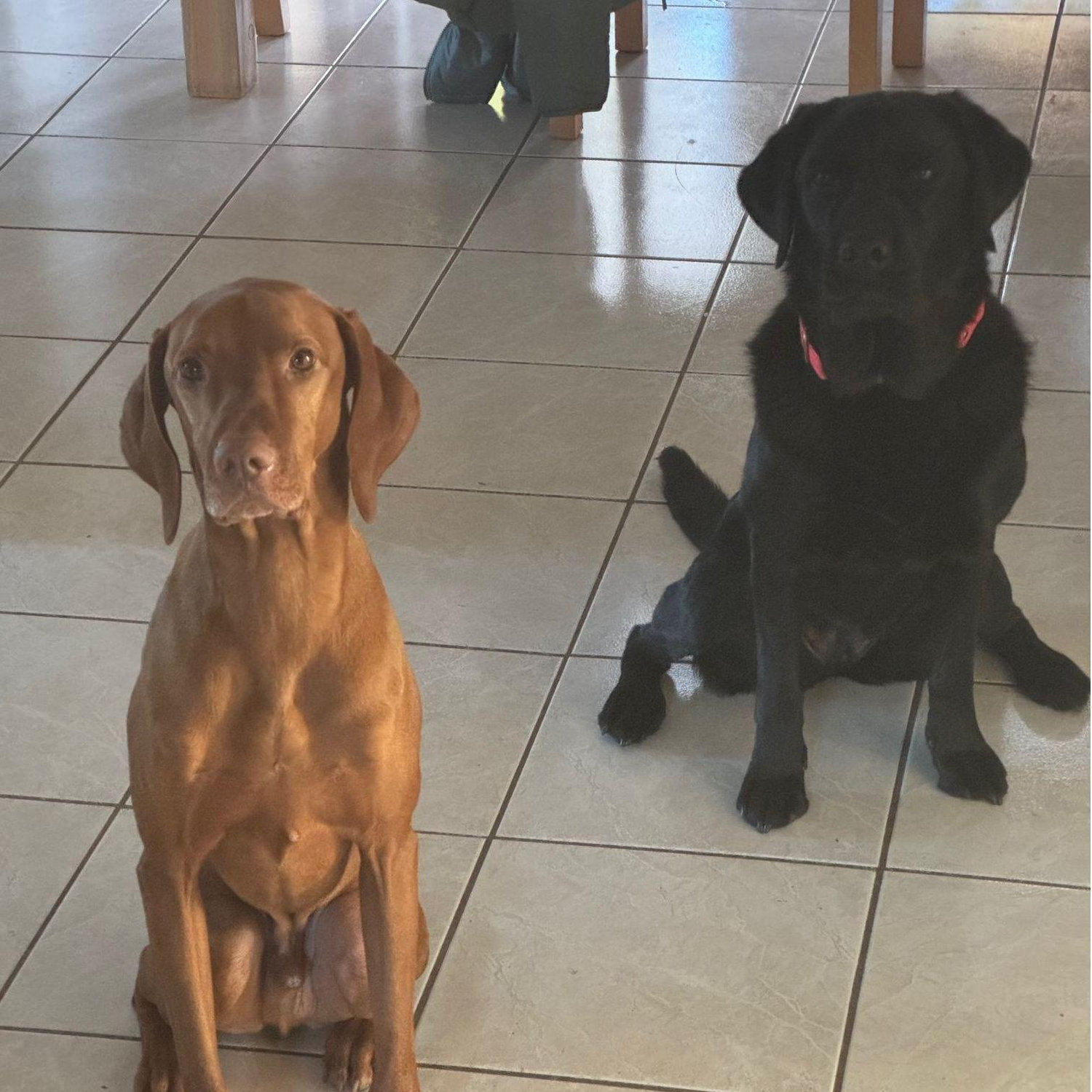 Bad dogs can be good.