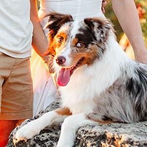 Gatsby Treats, Toys, & Vet Fund